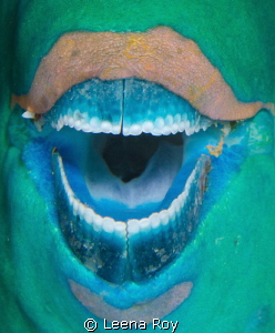 The Soprano!
parrot fish by Leena Roy 